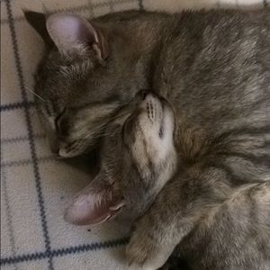 Meet your Posher, Hailey